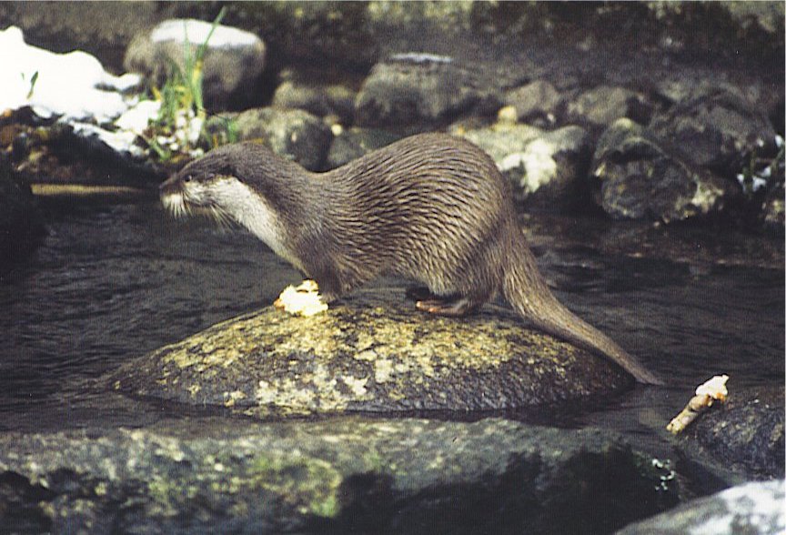 Eurasian otter standing with all four paws on a round rock in rocky river, holding a fish under its front paws.  Otter is seen side-on, facing left, with its tail partly in watrer; the white throat and chin are very prominent.