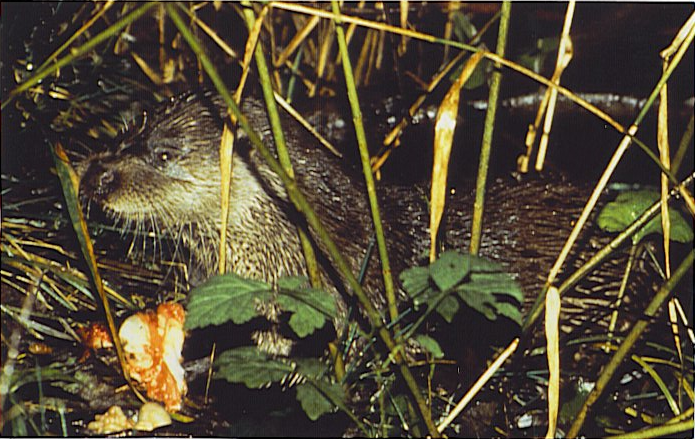 Eurasian otter amongst reeds at night, looking left, with a large fish partly eaten in front of it