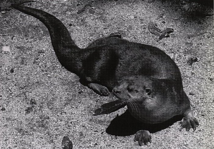 Neotropical Otter seen from above, lying on a sandy substrate  with stones and fallen leaves, with its paws in front of it, head turns twoards the left, long, thick tail extending behind it.