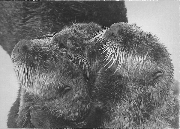 Head and shoulders of three Sea Otters huddled together, all looking up at something above them; the otter furthest left has its front paws together.