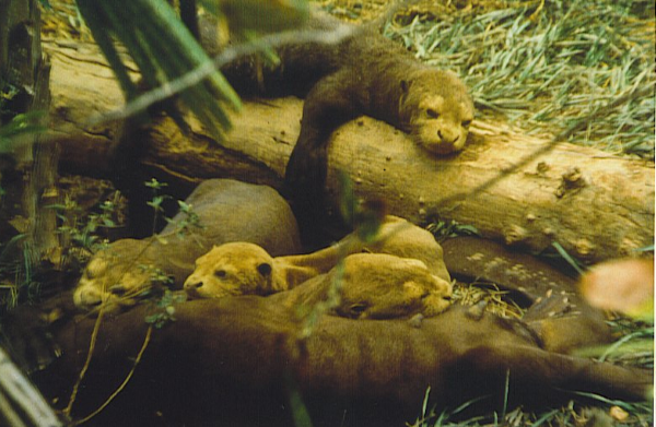 Five Giant otters lying on logs next to a grassy bank.  One adult is lying in the foreground across the width of the picture.  Three cubs are lying with their heads resting on the adult.  A fifth otter is draped across a log at the back. looking down on the others. 