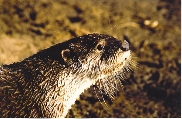 Head and shoulders of an African Clawless Otter, facing right but looking at the camera out of the corner of its eye; sandy bank in the background. 