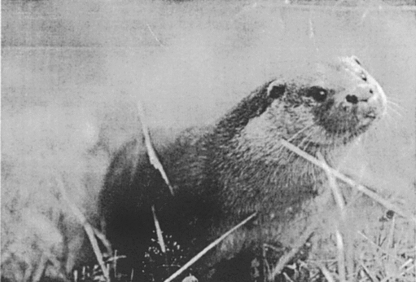 Forequarters of Eurasian Otter emerging from mist and grass, looking towards the camera with the head on one side, and its tongue sticking out 