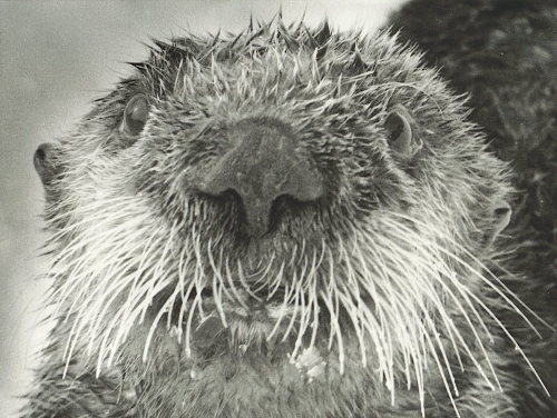 Closeup of head of Sea Otter 