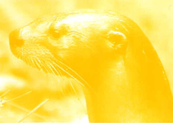 Closeup of head of North American River Otter facing left
