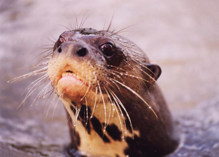 Head of a Giant Otter peering up out of the water at the camera, with water droplets lining its abundant whiskers; its unique throat markings are clearly shown.
