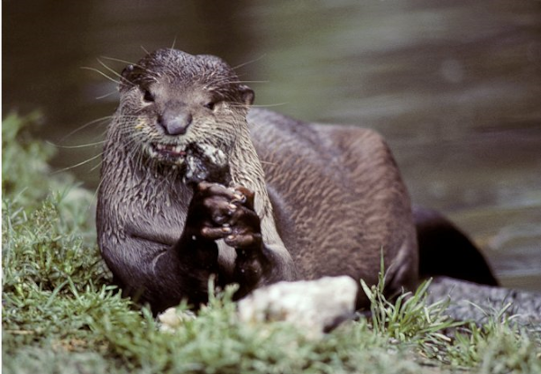 Smooth coated otter lying on a grassy river bank with the river behind, holding a fish between its front paws and chewing on it, facing the camera.