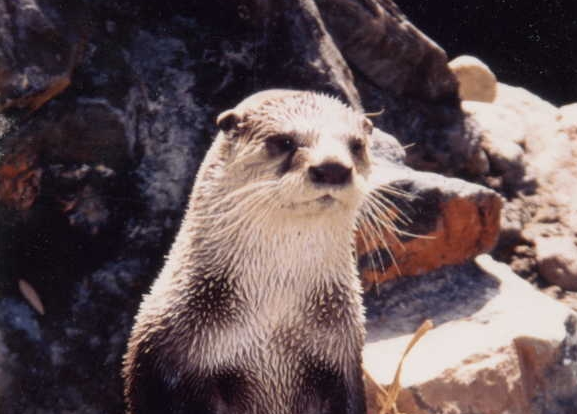 Head and shoulders of an African clawless otter looking directly at the camera, with large rocks in the background.