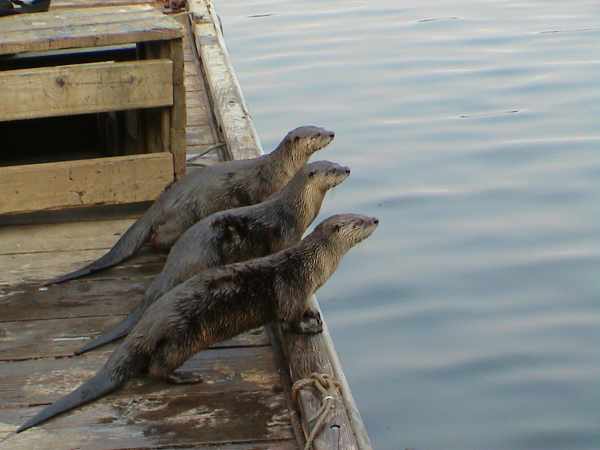Three North American river otters on a wood-plank dock, with a wooder crate behind them.  All three have their front paws on the side of the dock, standing one behind the other, all looking right across the water.