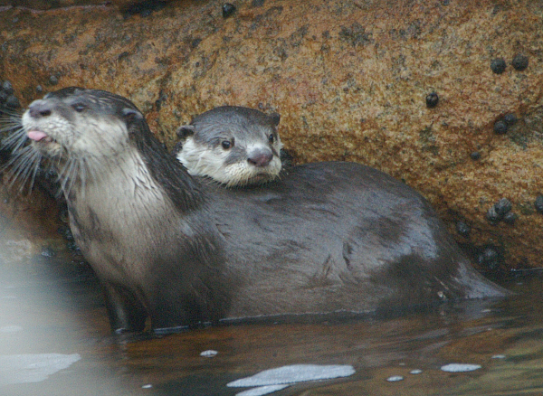 Two African Clawless Otters standing in shallow water by a rocky bank. One is looking left, with its head up and tongue sticking out.  The other is behind it, with its head on the back of the first otter, looking right.