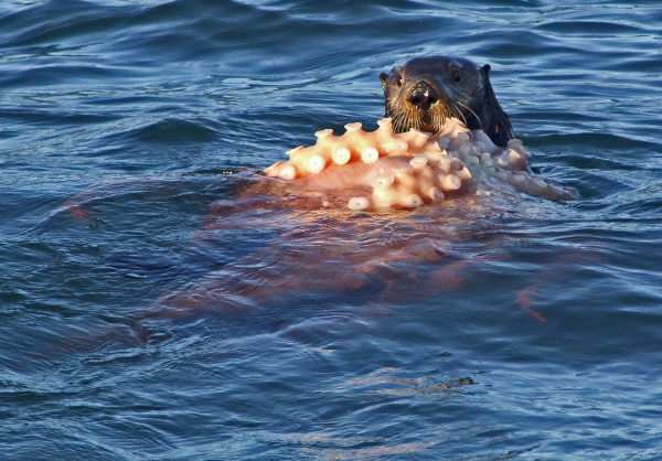 Sea otter lying on its back in the ocean eating a huge octopus