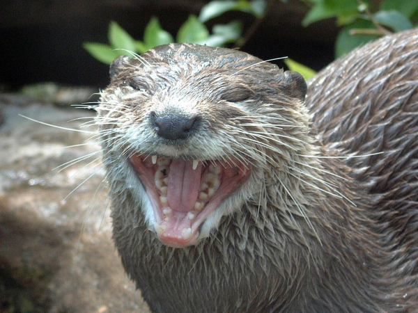 Close up of Asian Small-Clawed otter yawning, showing the large molars at the back