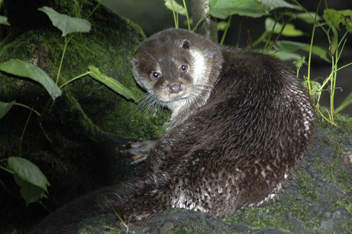 Night shot of Eurasian otter lying on a rock, curled roung to look at the camera, with another large mossy rock behind, and large leaved plants all around