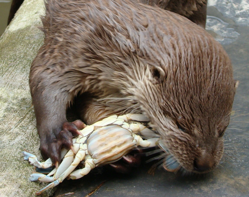 Head and shoulders of neotropical otter holding and eating a large crab