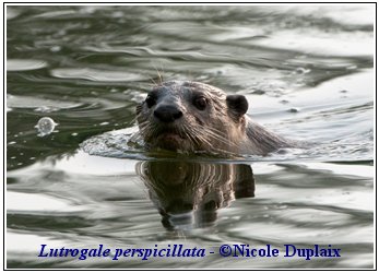 Smooth-coated otter swimming toward the camera; closeup of the head, looking at the camera