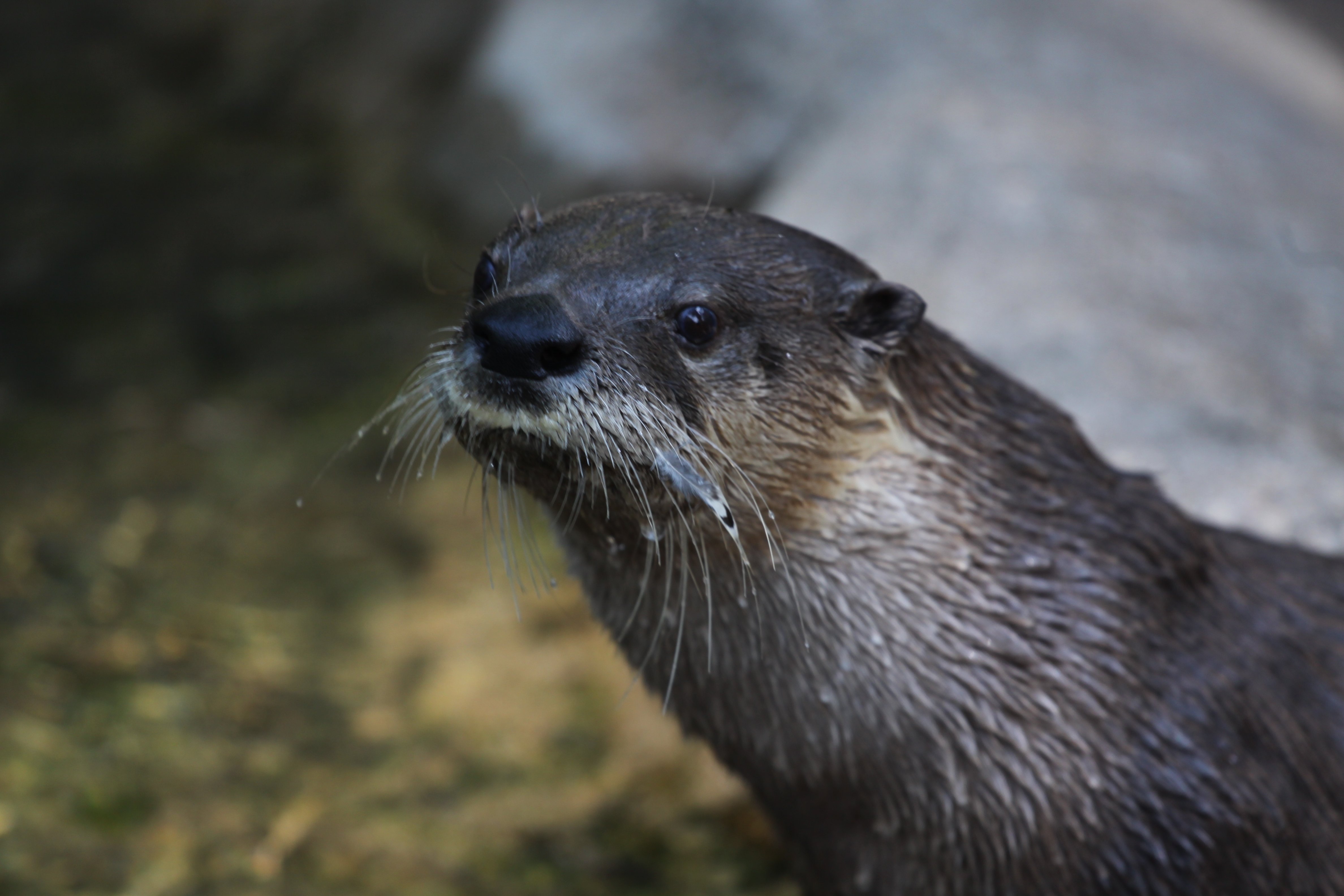 Head and shoulders of a North American River Otter, which is looking slightly towards the camera