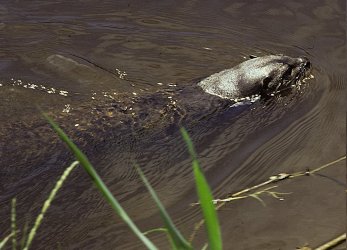 Neotropical otter swimming in dark coloured water with blades of grass in the foreground.