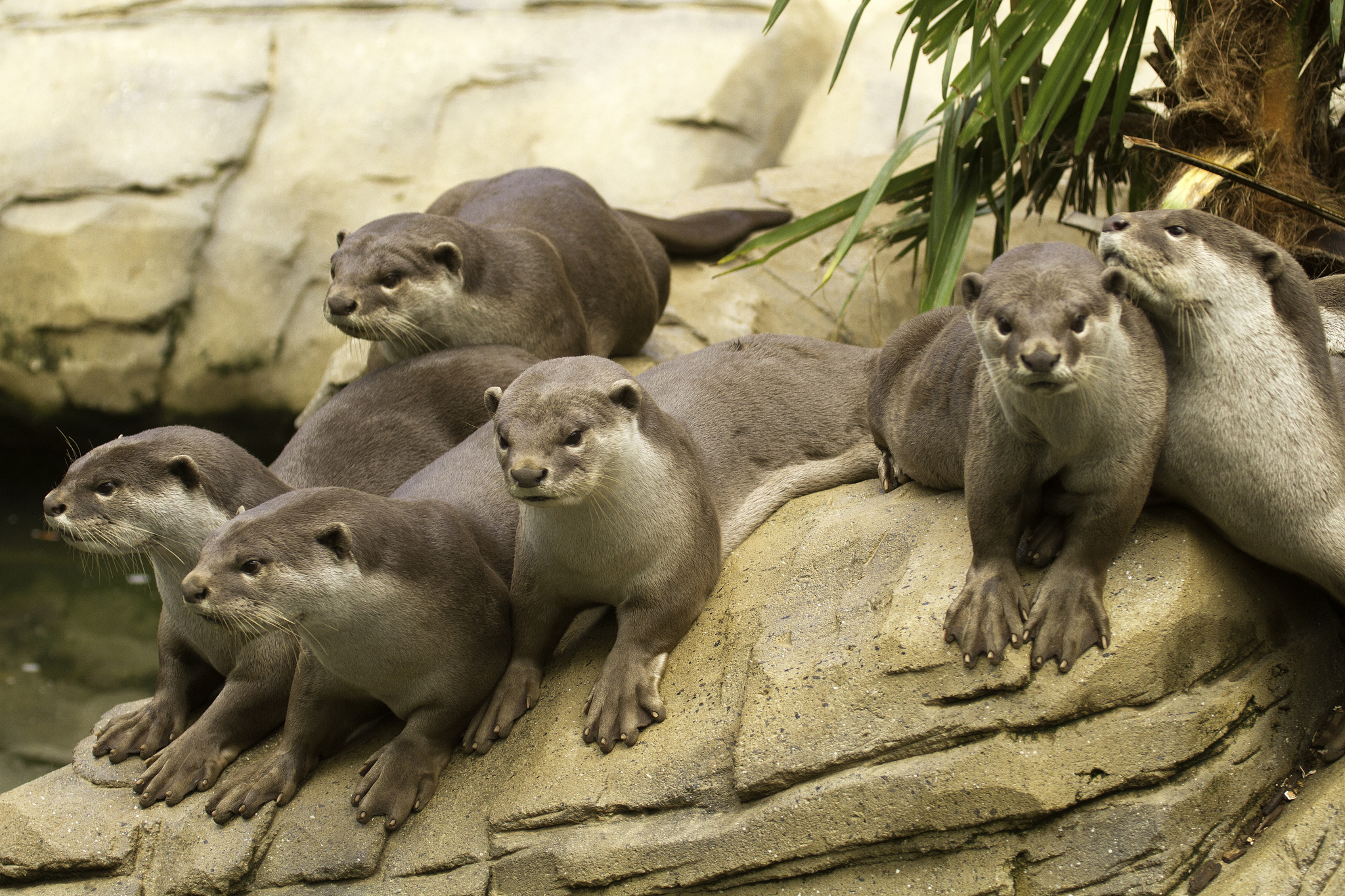 Family of six smooth-coated otters on a rock with with a rocky bank in the background and a palm tree trunk and fronts top left.   Copyright Carol Bennetto