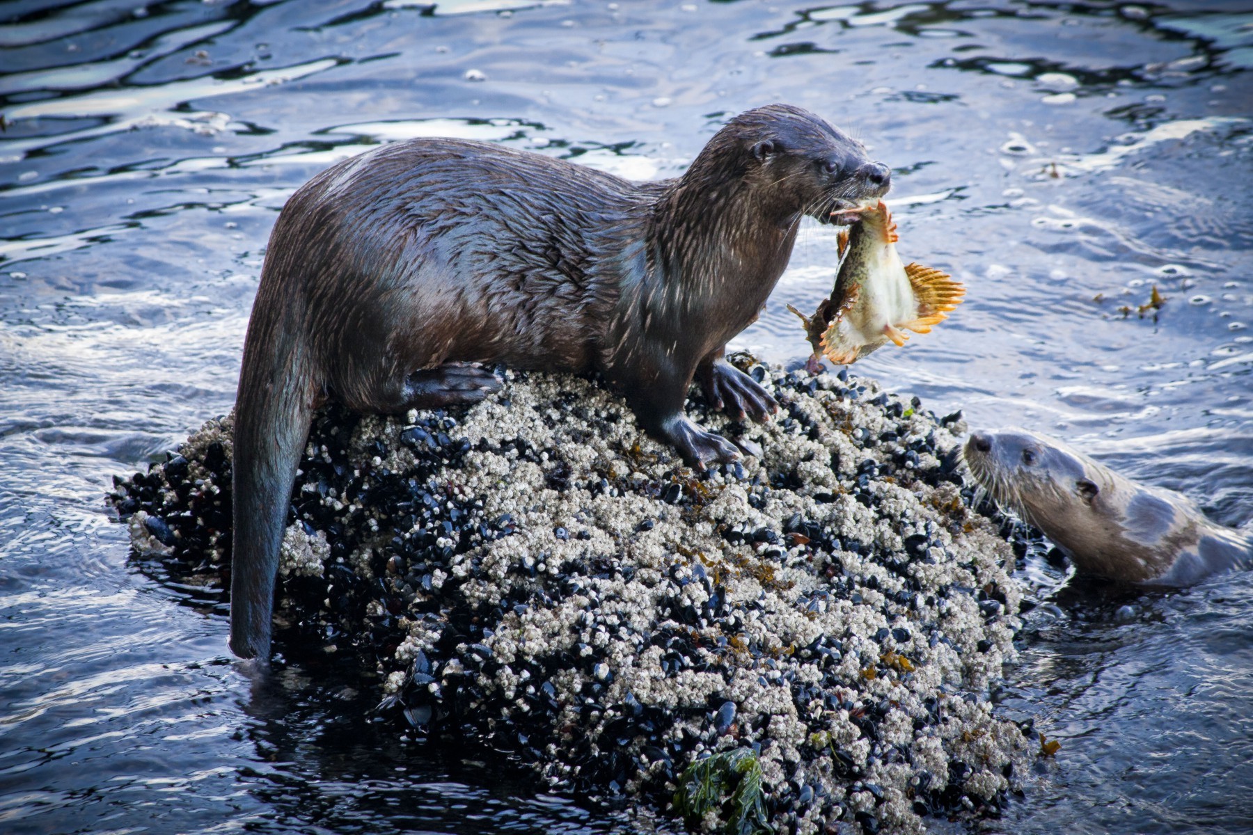 Otter sitting on a large rock in rippling water, eating a big fish..  Copyright Nesime Askin (OERS)
