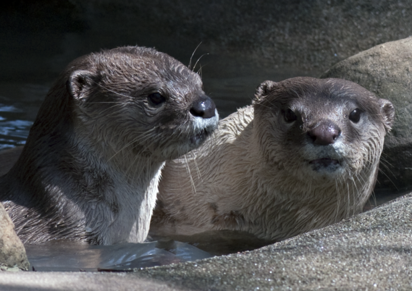Head and shoulders of two smooth-coated otters; the one on the left is looking right, and the one on the right is looking straight at the camera.  Copyright Nicole Duplaix