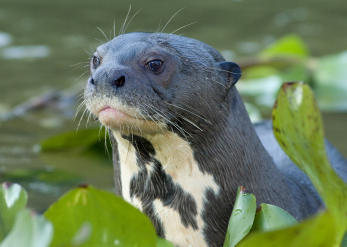 Closeup of head of Giant Otter looking to the left of the camera, clearly showing the throat markings, surrounded by water plants. Copyright Nicole Duplaix