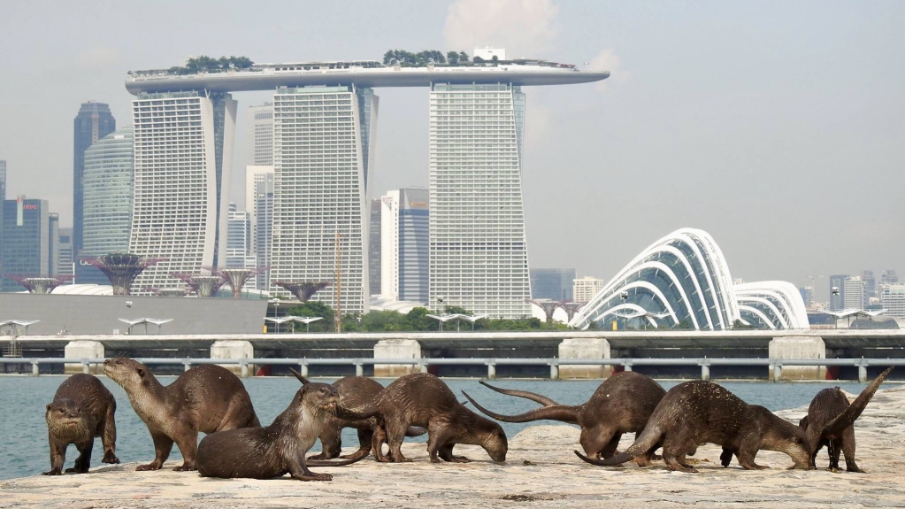Family of seven smooth-coated otters on a quay with spectacular Singapore buildings behind