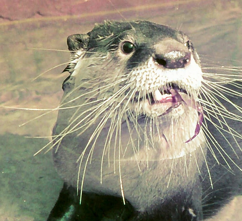 Head and neck of African Clawless Otter looking towards the camera with a crab leg hanging out of its mouth