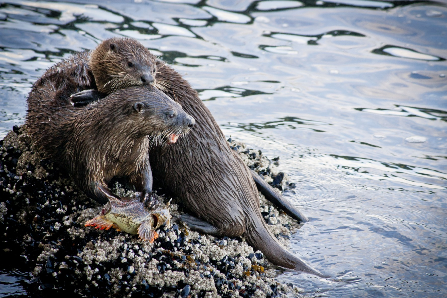 A rock surrounded by rippling water. On the rock, a North American River Otter is holding a fish down with one paw while facing right with its mouth open; a second otter is climbing on top of it, and holding its left ear in its mouth