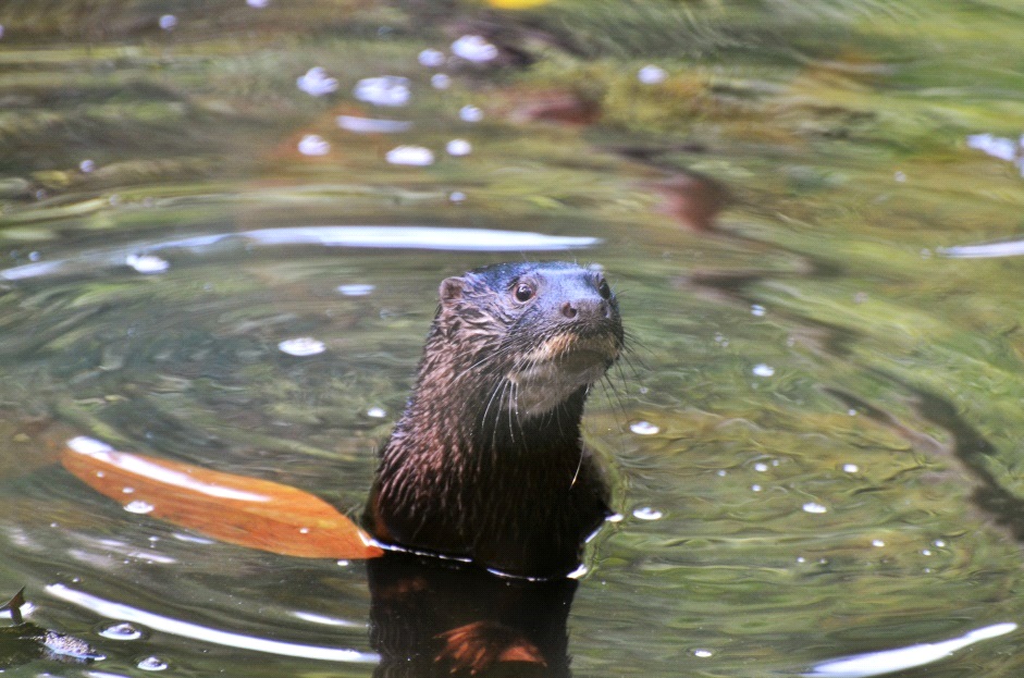 Head and neck of an otter bobbed up out of the water, facing the camera, with circular ripples radiating out from it.  The large, hairy nose of the otter is easily visible. 