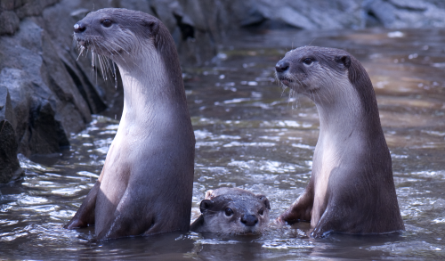 Three smooth coated otters in water. Outer two are periscoped out of the water facing left; between them the third is low in the water, looking at the camera
