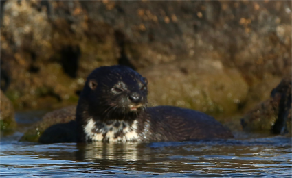 Spotted neck otter in water with a large rock behind it.  Otter is half-submerged, body pointing left, but partly turned toward the camera, head pointing back right, with eyes closed.  Spotted neck area clearly visible.