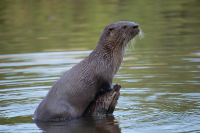 Area of water with a wooden stump protruding from the water. Otter partly out of the water,looking upward and right, with front paws on the stump.