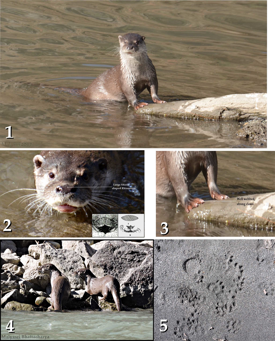 Five photographs. !. A river with a log emerging onto a muddy bank on the right.  At the far end of the log, in the middle of the photo, is an otter with its front legs on the log, and its head, neck and body out of water, staring directly at the camera.  The strongly webbed front paws can be seen. 2. Close-up of an otter's head emerging from water with a label indicating the large, shield-shaped rhinarium.  Small inset diagrams show the diagnostic shape of the rhinarium.  3. Close-up of the front paws in photo 1, showing the strong claws and webbing.  4. Two otters leaving the water onto rocks, showing the strong, thick long tails.  5. Otter paw prints in sandy substrate.