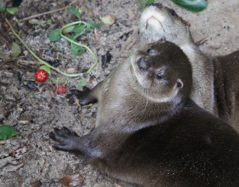 Neotropical Otter looking up at the camera, forepaws on a muddy surface with a small flowering vine - � Oldemar C. Junior 