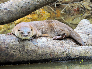 Neotropical otter lying on a tree trunk at the edge of the water, with a steep muddy bank behind. � Joel Mendoza