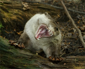 Eurasian otter face on to the camera, on a woodland floor, with tight paw resting on a log, both front paws fully spread, showing webs and claws.  Otter has its head on one side, yawning, showin ifs bright white teeth.