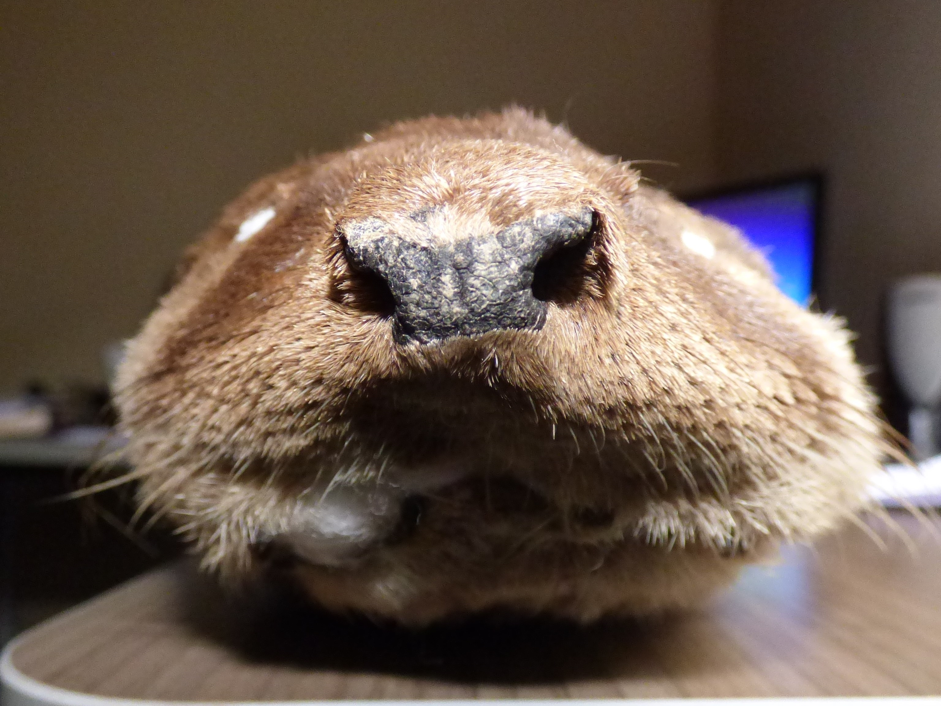 Closeup of muzzle of stuffed otter, clearly showing the hairless rhinarium and septa. 
