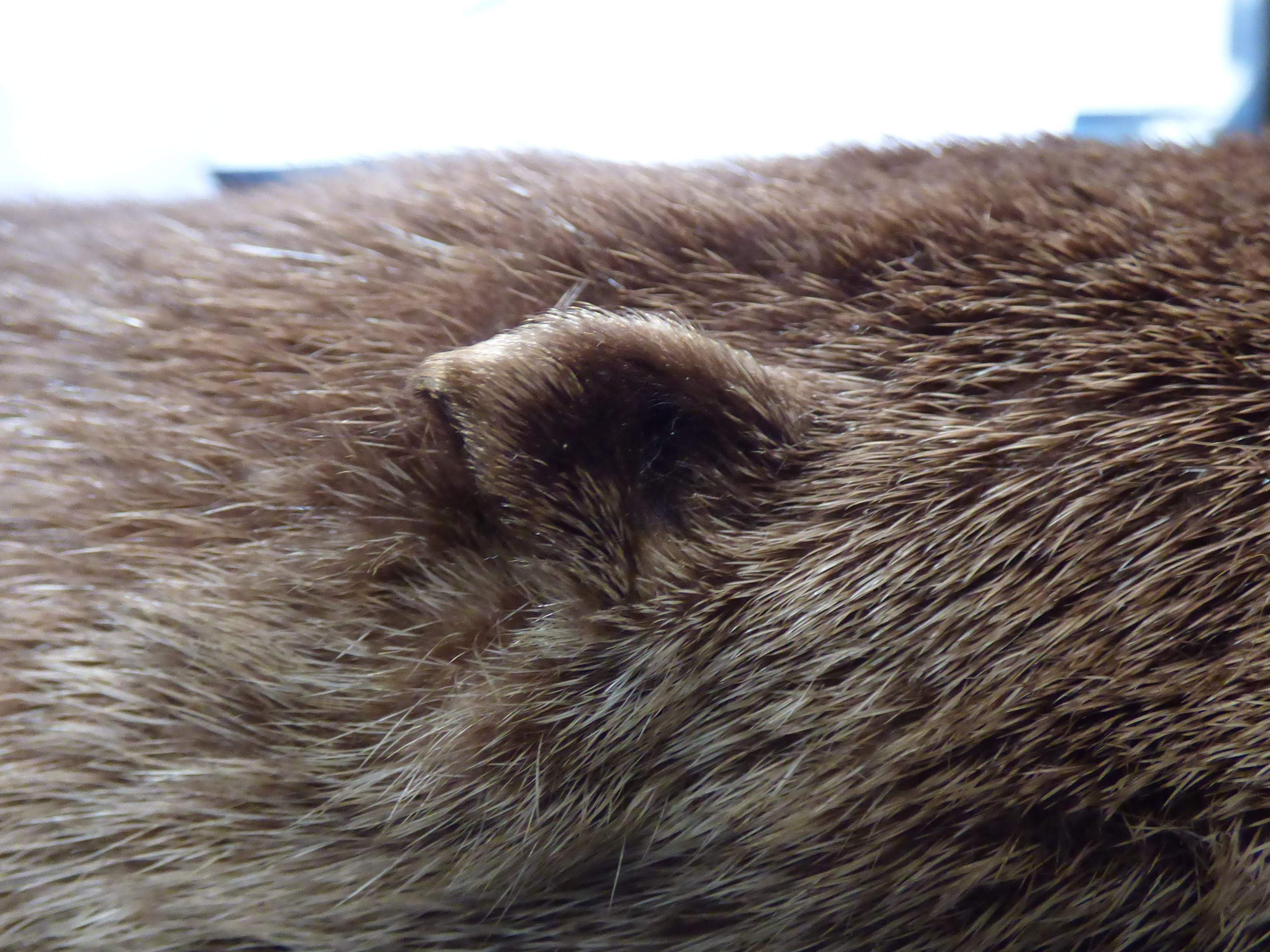 Closeup of ear of stuffed otter.  The ear rounds to a downward point.