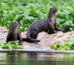 Rocks at the edge of a river, with a thick mass of water plants behind them.  Two otters on the rocks.  One on the left is facing the camera.  One on the right is sideways on, facing right with its mouth slightly open and its tongue showing. 