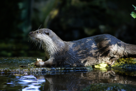 Rocky edge of water in shade under trees.  Otter is sideways on to the camera, facing left, with a piece of fish in its front paws.  The shade dapples its coat.