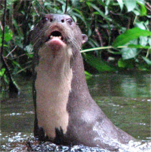High, densely vegetated bank with still water in front.  A giant otter is reared up out of the water, staring at the camera, with its mouth partly open showing the lower teeth. Copyright Victor Utreras