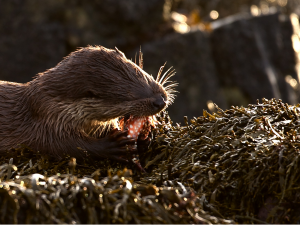 Eurasian Otter on seaweed covered rocks, eating a fish. Copyright John Campbell