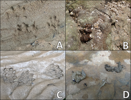 Four images of mud.  A: four pawprints, with rounded ends to the five digits.  B: remains of otter spraint filled with white shell fragments. C: three pawprints, with pointed (claw) ends to digits and clear interdigital webbing.  D: otters spraint with fish bone. 
