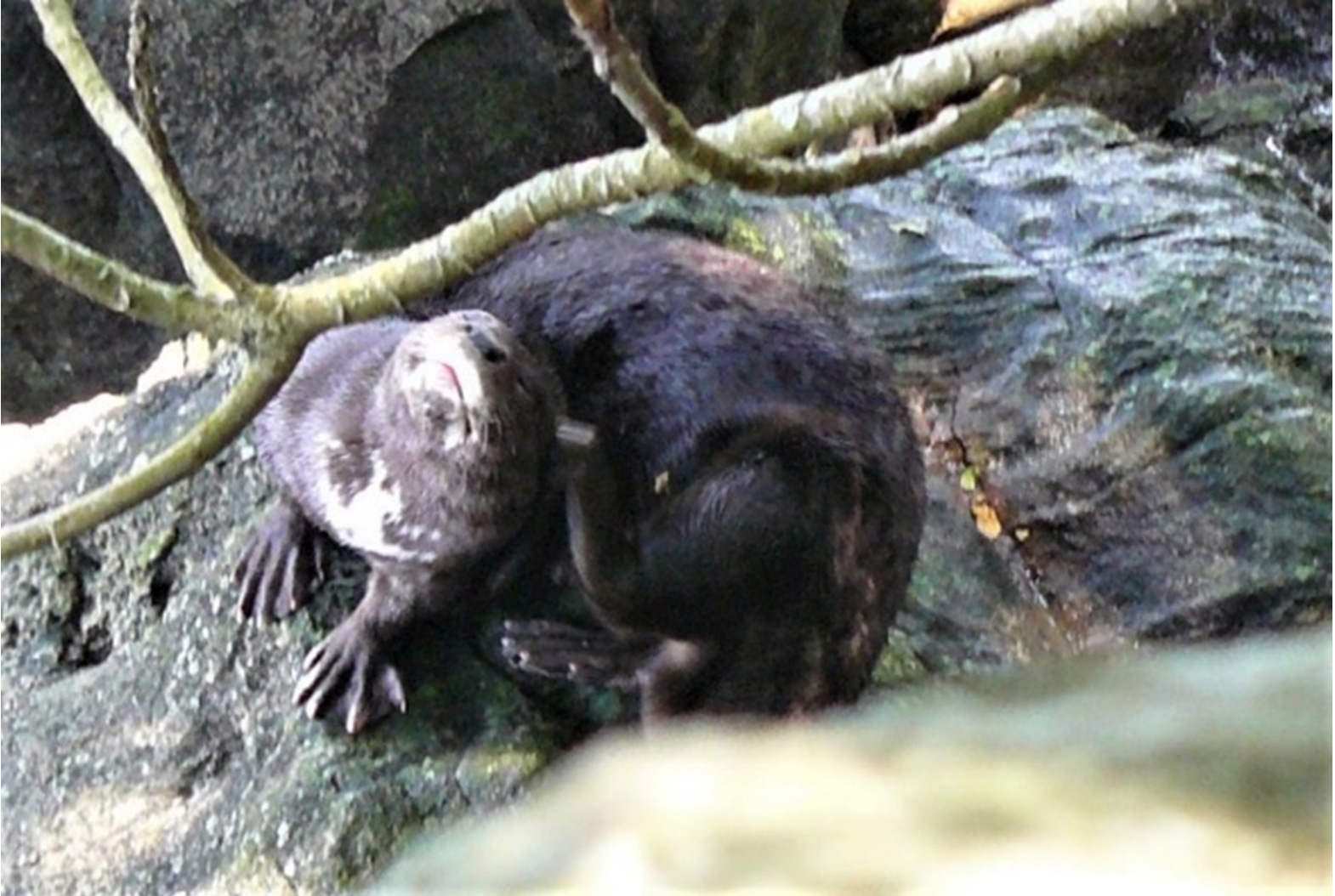 Otter on a rock under a branch, scratching the back of his head with one back foot.