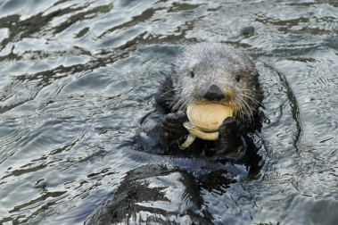Calm sea with head and forpaws of a sea otter, which is eating a clam. - copyright Nicole Duplaix