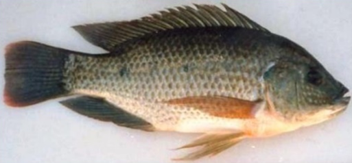 Oreochromis mossambicus  (Pisces: Cichlidae; Peters, 1852) in the Yamuna river, Uttar Pradesh, India. From Invasion of the Mozambique tilapia. The Mozambique tilapia is laterally compressed, and has a deep body with long dorsal fins, the front part of which have spines.