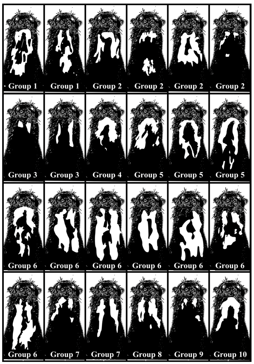 Stylised otter heads and throats, as though porpoising out of the river, which the characteristic throat marking of each group's dominant individual shown, for all ten groups.