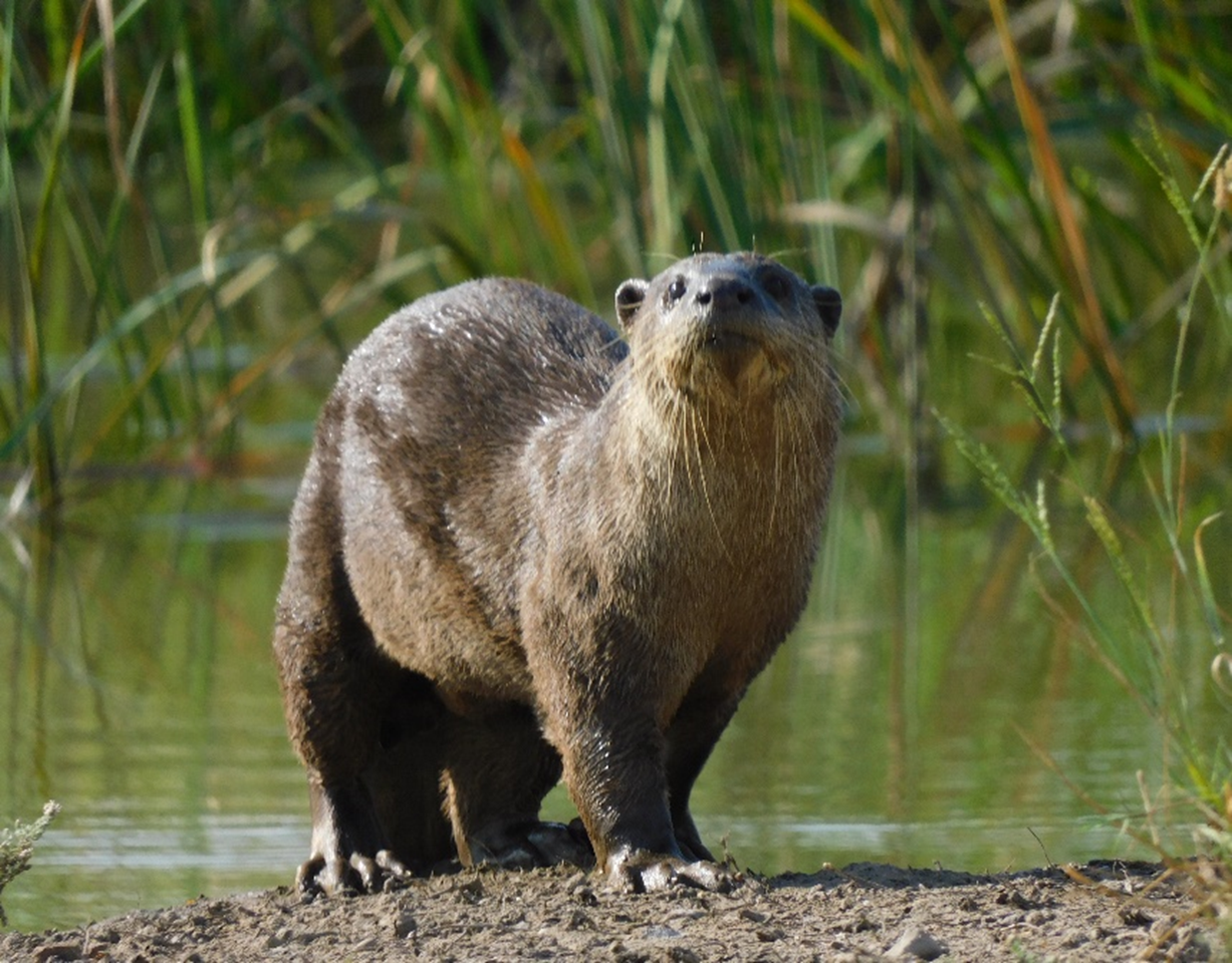 Good, clear close-up photo of the otter, standing on the riverbank, facing the camera.  The broad, leathery rhinarium, domed head, and strong webbed paws with claws are clear.