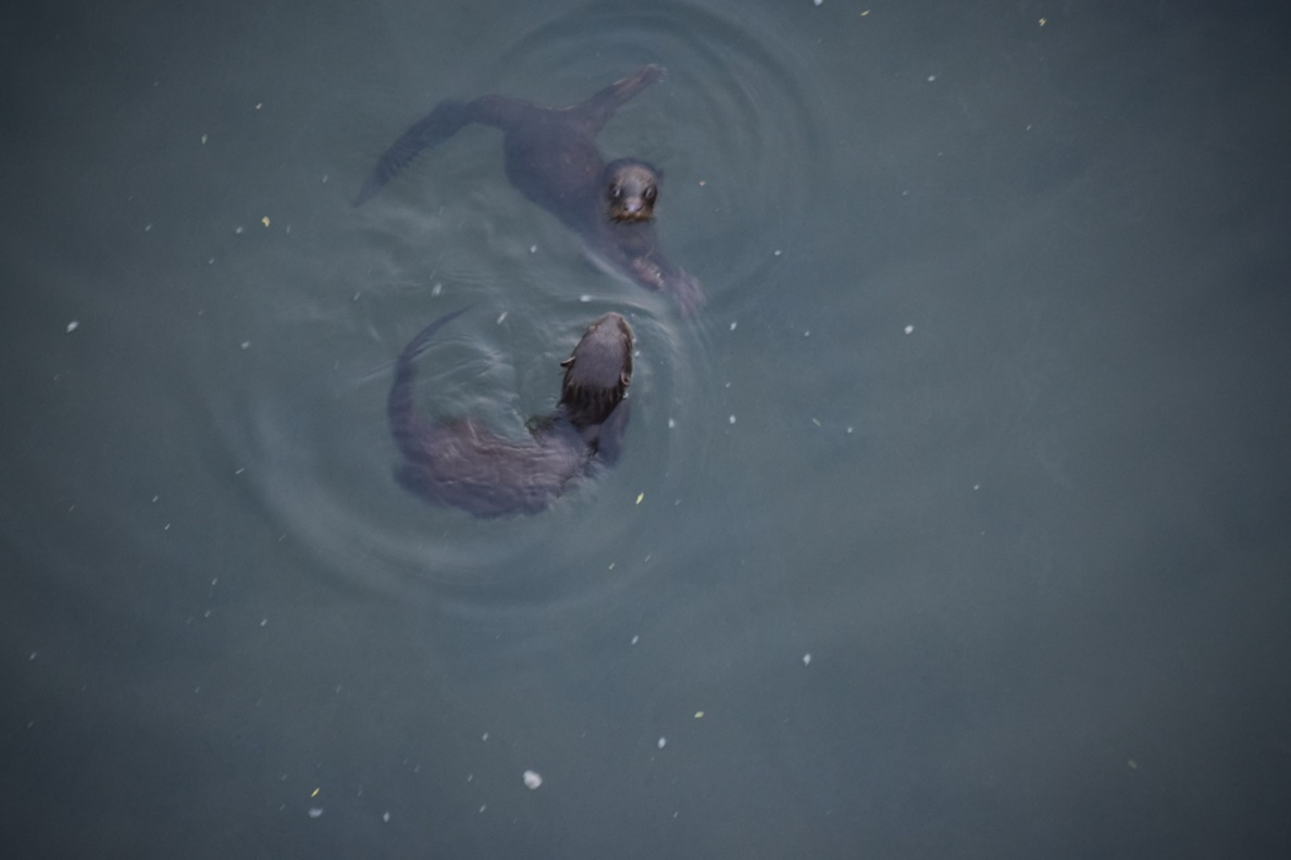 Water seen from above with two young otters circling facing each other.