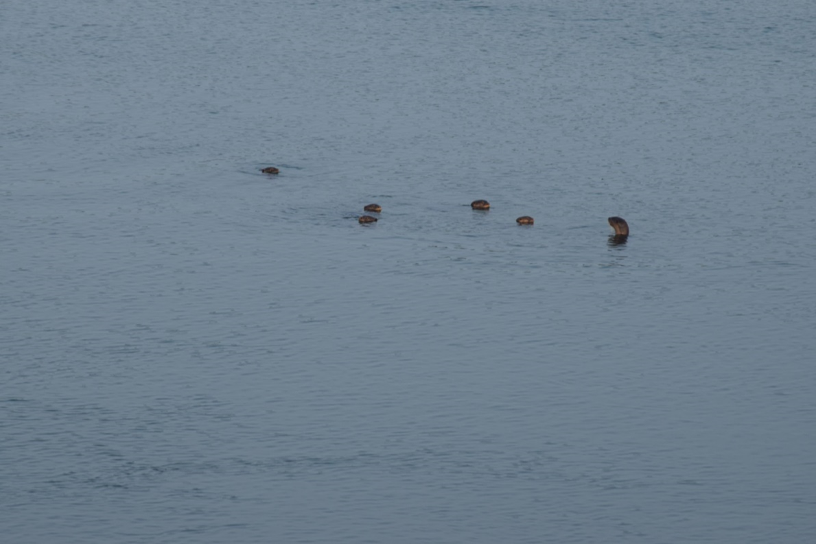 Wide river with the heads of seven otters breaking the surface